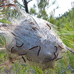 nid de processionnaires du pin échenillage loire 42