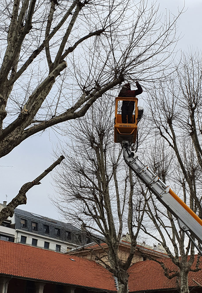Elagage arbres st-etienne