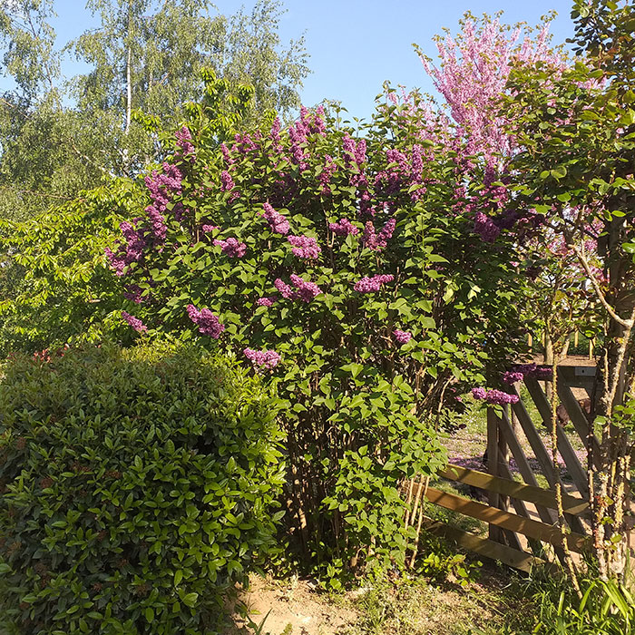 Aménagement de jardins 42